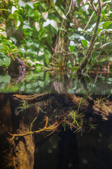Tropical freshwater habitat with green plants and driftwood.