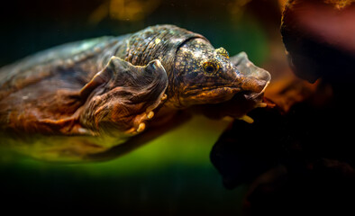 Asiatic softshell turtle swimming underwater in its habitat.
