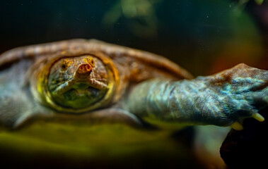 Asiatic softshell turtle swimming underwater in its habitat.