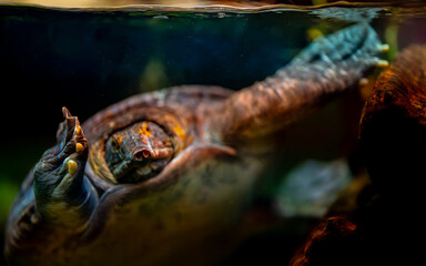 Asiatic softshell turtle swimming underwater in its habitat.