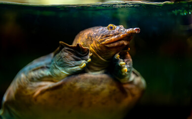 Asiatic softshell turtle swimming underwater in its habitat.