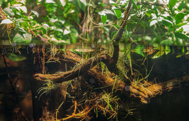 Tropical freshwater habitat with green plants and driftwood.