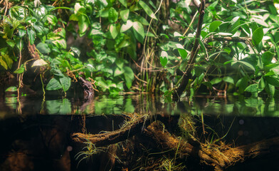 Tropical freshwater habitat with green plants and driftwood.