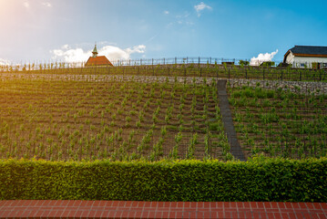 Vineyard on a hillside under a blue cloudy sky.