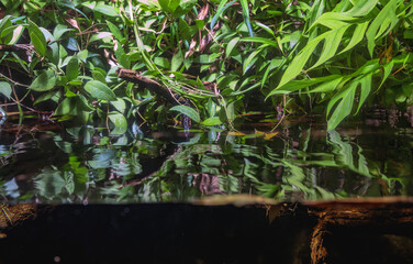 Tropical freshwater habitat with green plants and driftwood.