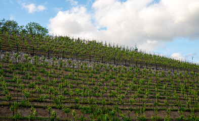 Vineyard on a hillside under a blue cloudy sky.