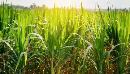 Obraz premium Close Up Of Vibrant Green Sugarcane Plants With Strong Tall Stalks Illuminated By Soft Sunlight In Lush Field Background Scene