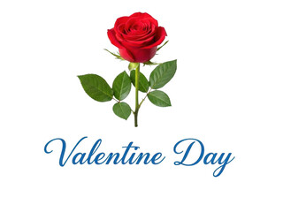 Single red rose for valentine's day isolated on transparent background
