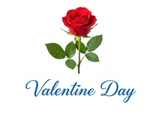 Single red rose for valentine's day isolated on transparent background