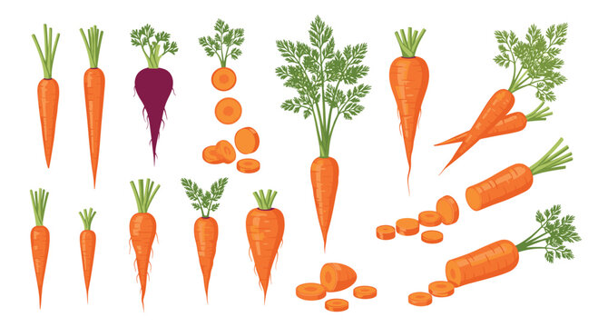 Detailed collection of carrot illustrations featuring whole carrots, sliced rounds, and a unique purple carrot with fresh green tops.