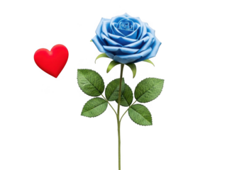Blue rose with red heart isolated on transparent background