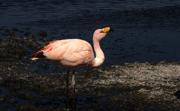Andean flamingo standing in shallow water looking up
