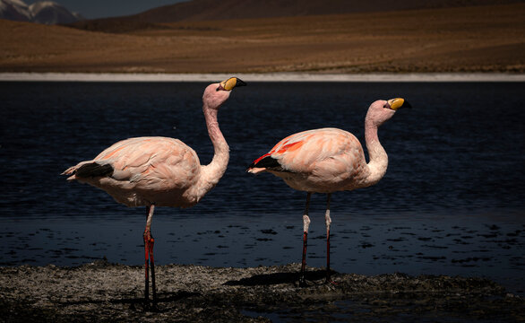 Andean flamingos standing in a salt lake