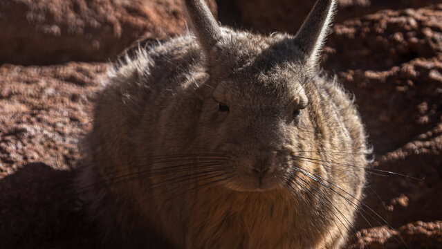Viscacha looking directly at viewer in andean habitat