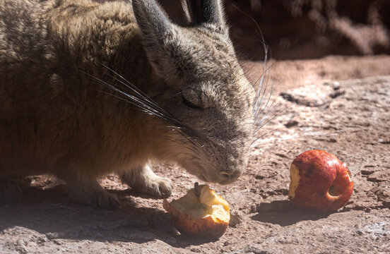 Southern viscacha eating apple on dry ground