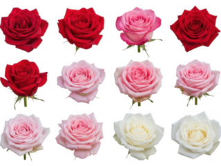 Collection of various roses in red, pink, and white isolated on transparent background