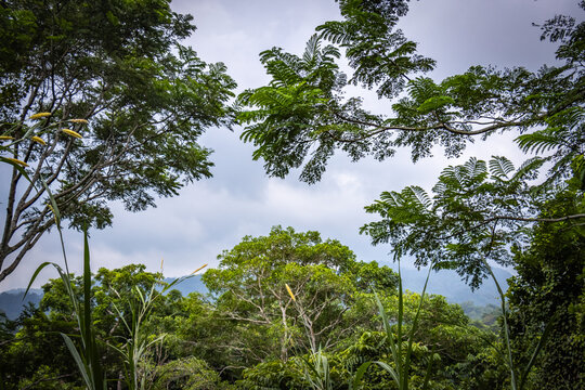tropical palm trees, tayronaka, tayrona national park, tayrona, don diego river, magdalena, kogui, sierra nevada, colombia, south america, latin america