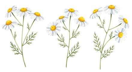 Fototapeta premium Delicate Watercolor Illustrations of Three Chamomile Flower Sprigs on White Background.