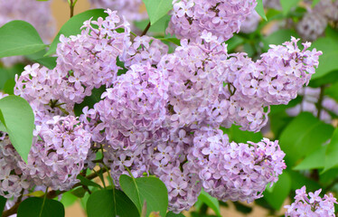 Close-up of Beautiful Purple Lilac Flowers in Spring Bloom spring background