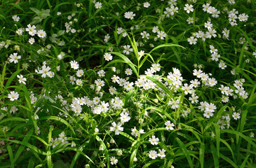 a background of White Wildflowers Blooming in a Sunlit Green Meadow