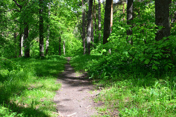 an empty Dirt Trail Through a Vibrant Green Forest