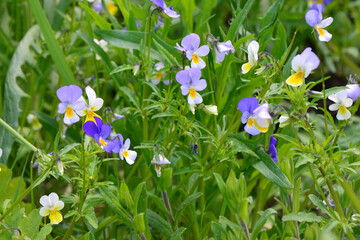 colorful Wild Pansies Blooming in a Green Meadow copy space