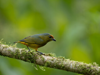 Stirnfleckenorganist (Euphonia imitans)