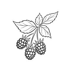 Three blackberry bunches in detailed line art style Vector illustration