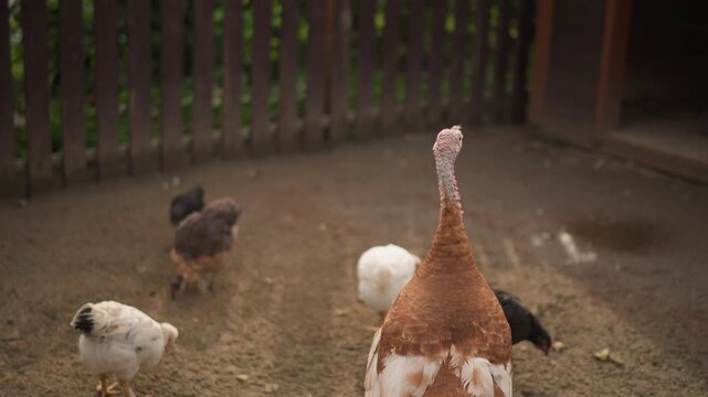 Brown turkey struts among farm chickens, pecking and feeding in sunlit rustic pen hen and fluffy chicks forage near wooden fence, earthy dirt floor, warm natural tones, quiet rural atmosphere