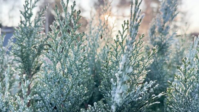 Frost-covered evergreen branches rotate gently in natural light, revealing icy textures and winter details. Soft sunlight creates a calm seasonal atmosphere with shallow depth of field.