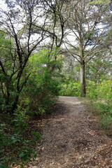 Fototapeta premium Parque florestal de Monsanto, Lisboa, Portugal