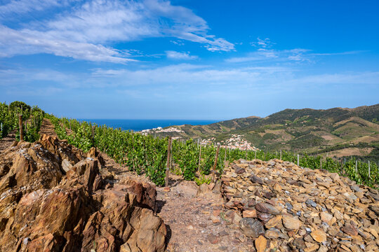 View of hills and vineyards of Banyuls AOP, grapes plants, between Pyrenees mountains and Mediterranean Sea, special climate and soil for making natural sweet wines, south of France,