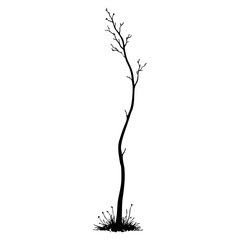 Single tall tree with bare branches in a field