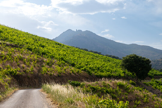 View of hills and vineyards of Banyuls AOP, grapes plants, between Pyrenees mountains and Mediterranean Sea, special climate and soil for making natural sweet wines, south of France,