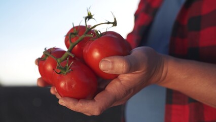 A man holding two tomatoes. Organic fresh hands harvesting tomatoes in a farm. Organic ripe vegetables produced in red agriculture. A man grasping two lifestyle tomatoes.