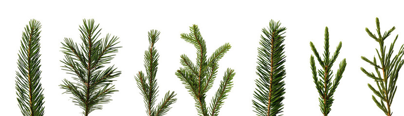 set of isolated green pine branches and twigs on a white background