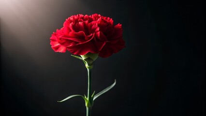 Obraz premium A Single Red Carnation Flower With Delicate Petals And A Spotlight Beam On A Dark Background