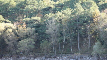 Fototapete bei efototapeten.de bestellen   