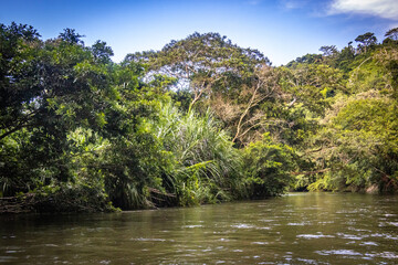tropical palm trees, tayronaka, tayrona national park, tayrona, don diego river, magdalena, kogui, sierra nevada, colombia, south america, latin america