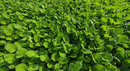 Lush Green Clover Field Under Bright Sunlight, Close-Up Macro View of Verdant Foliage.