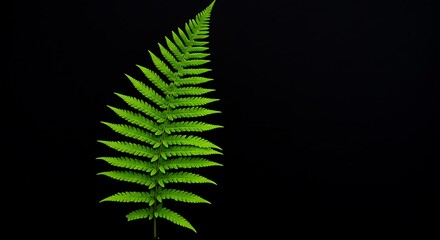 Lush Green Fern Frond, Elegantly Isolated on Deep Black Background, Botanical Detail.