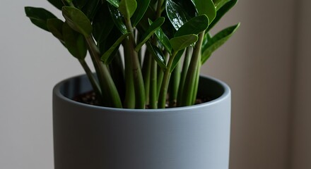 Lush Green Zamioculcas Zamiifolia Plant in a Modern Gray Ceramic Pot.
