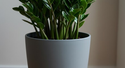 Lush Green Zamioculcas Zamiifolia Plant in a Modern Grey Pot, Indoor Botanical Beauty.