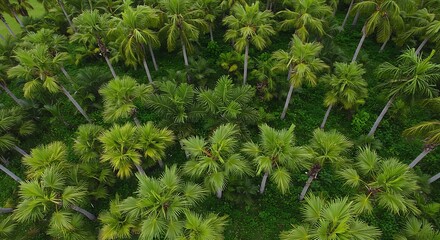 Lush Tropical Palm Forest Canopy Viewed From Above, Dense Green Foliage.