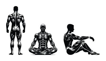 Anatomical illustrations of a muscular male figure in three poses showing muscle groups and skeletal structure ideal for health and fitness concepts