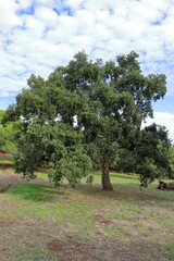 Fototapeta premium Parque florestal de Monsanto