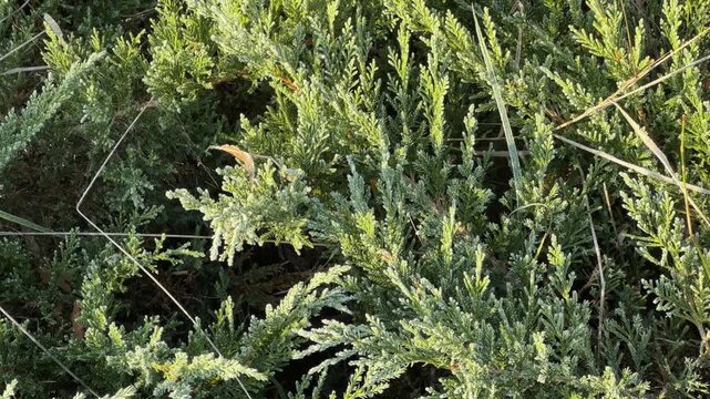Junipers bush with branches covered with hoarfrost close-up