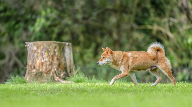 Female Shiba Inu trotting in a meadow near a tree stump on a breeding dog farm. Canis familiaris, Cher 18, r&eacute;gion Centre Val de Loire, France, European Union, Europe