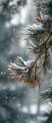Close Up of Frozen Pine Needles Covered in White Hoarfrost