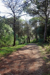 Fototapeta premium Parque florestal de Monsanto